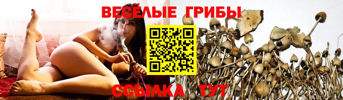 Камень-на-Оби  Псилоцибиновые грибы Psilocybine cubensis  Вход с VPN 